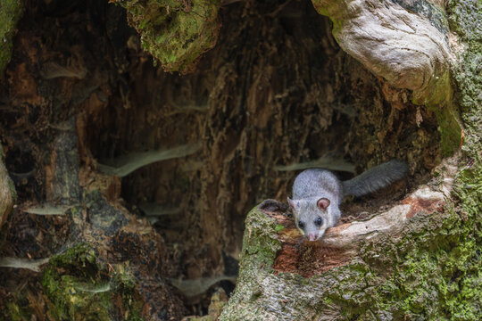 Cute edible dormouse Glis glis looking out from a hollow tree trunk covered with green moss in a wild forest