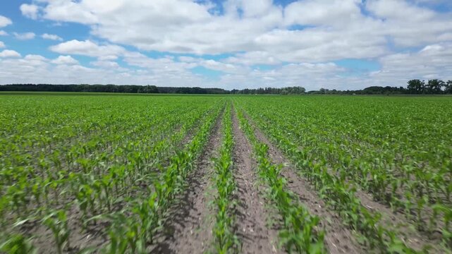 Young Maize Crop Growing in Rows Across Agricultural Farmland