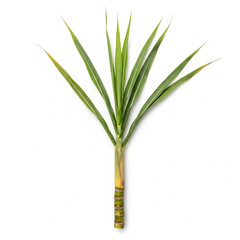 Obraz premium Sugarcane Stalk: A fresh, green sugarcane stalk stands tall with its broad leaves reaching upwards, showcasing its natural beauty and potential for sweet extraction.