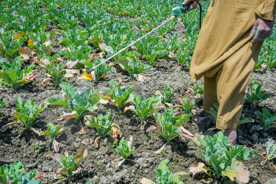 Badgam, Jammu and Kashmir, India - 17 April 2026: View of a farmer spraying pesticides on cabbage crops in a field.