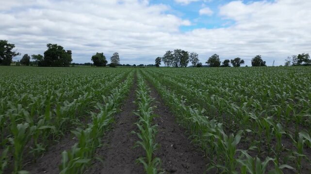 Young Maize Crop Growing in Rows Across Agricultural Farmland