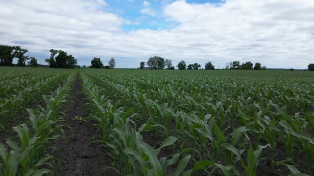Young Maize Crop Growing in Rows Across Agricultural Farmland