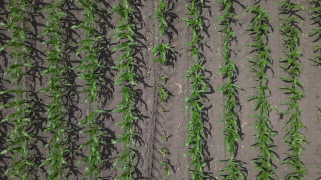 Young Maize Crop Growing in Rows Across Agricultural Farmland