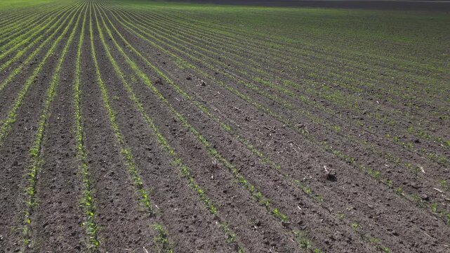 Young Maize Crop Growing in Rows Across Agricultural Farmland
