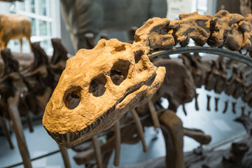 fossil skull of dinosaur displayed with skeleton in science museum. ancient dinosaur bones mounted on metal frame for exhibition. concept of dinosaur research and paleontology study in museum © RollAndSnap