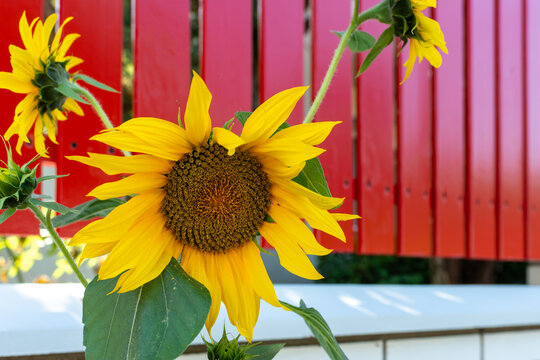Mature common sunflower Helianthus annuus with bright yellow ray florets and a large brown seed disk stands against a red wooden fence. Strong complementary colors create a vibrant summer gardening, a