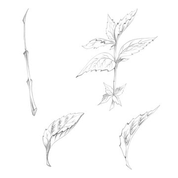 Spearmint, melissa leaves, nettle, catnip hyssop stalk, medicinal aromatic garden herbs. Hand drawn pencil clipart. Apothecary manuals, herbal remedy references, botanical education, wellness journals