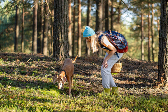Curious woman forager hiker and dog hunting together in forest for truffles and porcini, pet helping female harvester to find mushrooms in woodlands, dog taken an interest in mouse hole