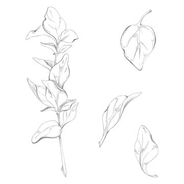 Basil, oregano plant, marjoram, fragrant Mediterranean herbs, finely textured foliage hand drawn in pencil. Cooking class materials, chef reference books, ingredient encyclopedias, menu editorials