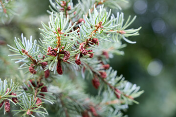 Serbian spruce, Picea omorika, coniferous tree branch with small young brown male pollen cones, silvery blue-green needles closeup, decorative evergreen plant for landscape design, forestry background © R_Yosha