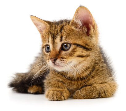 Small tabby kitten lying isolated on a white background.