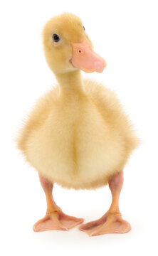 Small yellow duckling standing isolated on a white background.