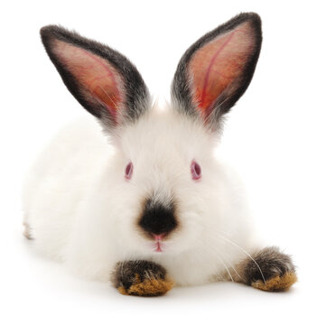 Cute white rabbit with black nose and ears isolated on a white background.