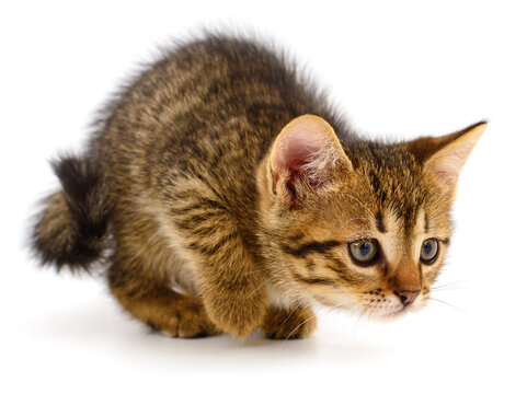 Small tabby kitten crouching isolated on a white background.