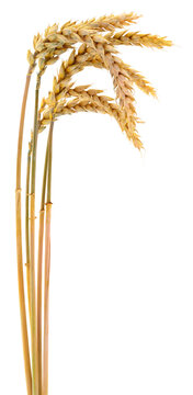 Golden ears of ripe wheat isolated on a white background.