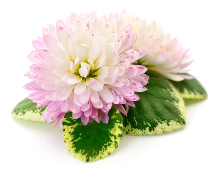 Pink and white chrysanthemum flowers with variegated green leaves isolated on a white background.
