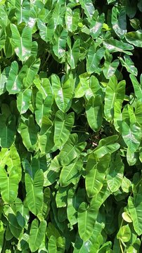 Dense tropical green foliage creating natural leafy background texture