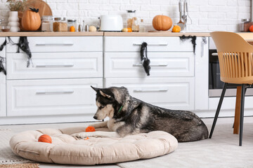 Cute husky dog with Halloween decorations and toy balls lying on pet bed at home © Pixel-Shot