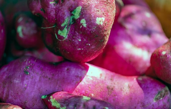 Patate douce violette, Ipomoea batatas