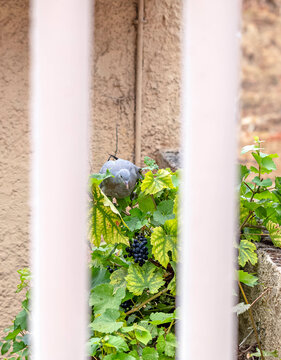 Pigeon sur la vigne mangeant le raisin