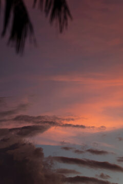 Coucher de soleil et ombre de palmes de cocotier 