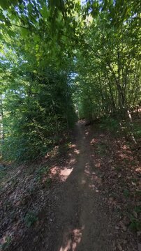 Scenic Narrow Path Winding Through Dense Beech Forest