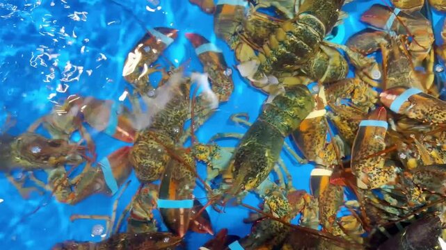 Supermarket Live Seafood Display &ndash; Fresh Crabs, Lobsters, Prawns, Mussels, Clams and Other Shellfish in Aerated Aquarium 