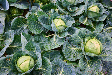 Fototapeta premium Close-up of a white cabbage crop.
