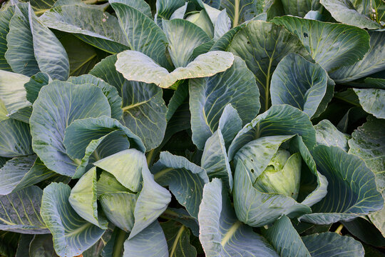 Close-up of a white cabbage crop.