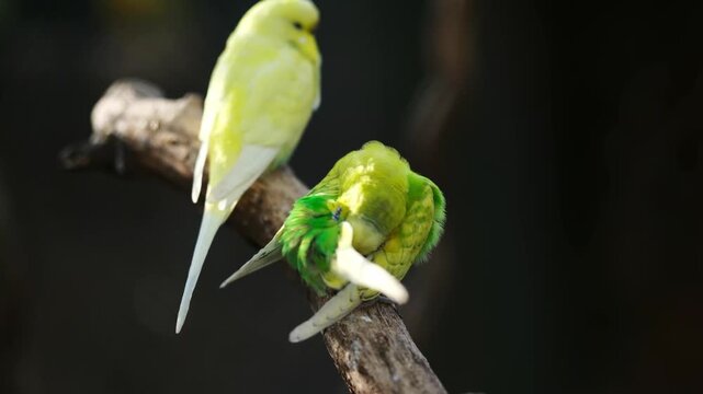Beautiful Colorful Parakeet Parrots Perch On A Branch With Green And Vibrant Colors