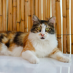 A beautiful domestic cat lies on a light surface. Portrait of an adult domestic cat. © Flower_Garden