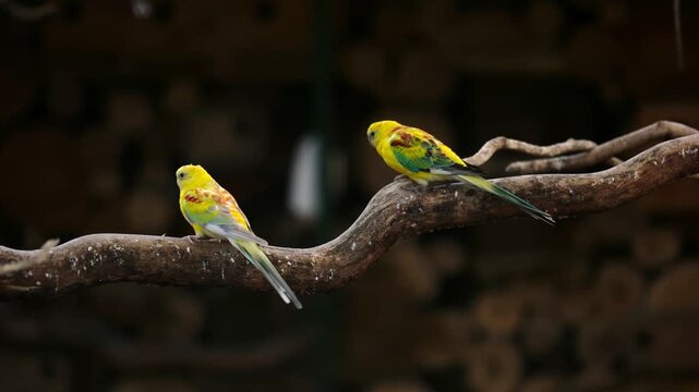 Funny Golden Rosella Parrots Playing On A Tree Branch