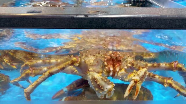Supermarket Live Seafood Display &ndash; Fresh Crabs, Lobsters, Prawns, Mussels, Clams and Other Shellfish in Aerated Aquarium 