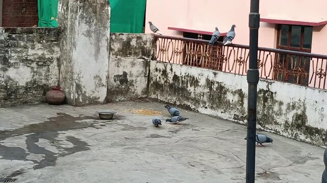 A flock of rock pigeons peck at scattered grains and walk around a concrete residential terrace with a water bowl, clay pot, and old rustic boundary wall in the background.
