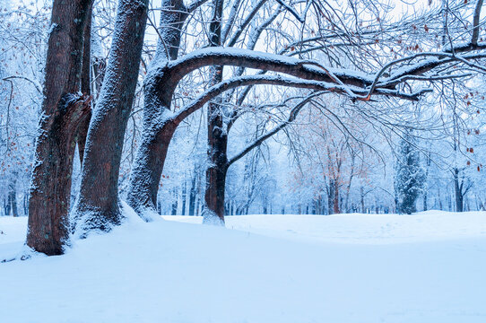 Winter wonderland nature landscape with colorful spreading winter trees in cloudy day