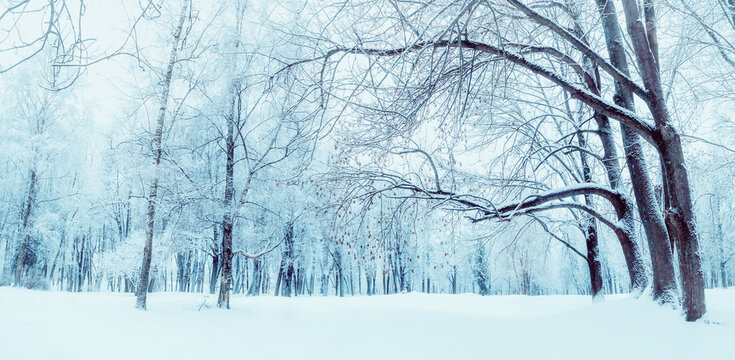 Winter landscape, panoramic scene with snowy winter trees and snowdrifts in the forest