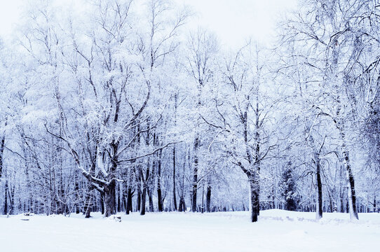Winter park landscape with falling snow, scenic snowy forest tree with snowfall