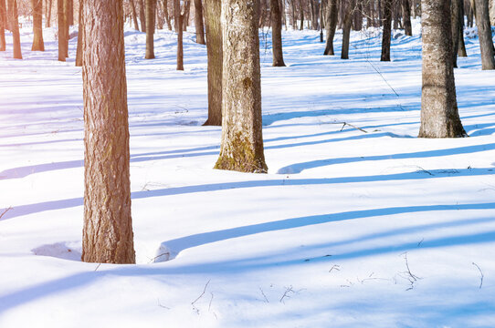Winter forest trees landscape, bare tree trunks covered with snow and snowdrifts on the foreground
