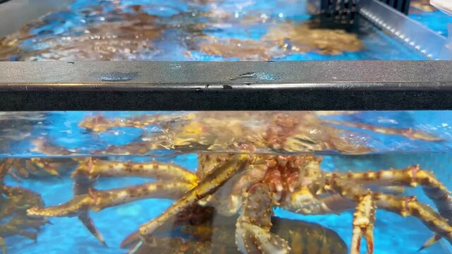 Supermarket Live Seafood Display &ndash; Fresh Crabs, Lobsters, Prawns, Mussels, Clams and Other Shellfish in Aerated Aquarium 