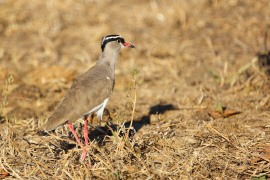 Kronenkiebitz / Crowned plover or Crowned lapwing / Vanellus coronatus