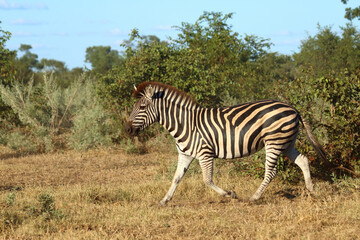 Obraz premium Steppenzebra / Burchell's zebra / Equus quagga burchellii