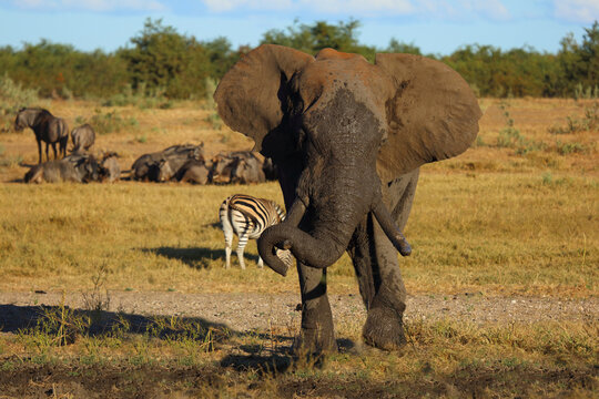 Afrikanischer Elefant / African elephant / Loxodonta africana