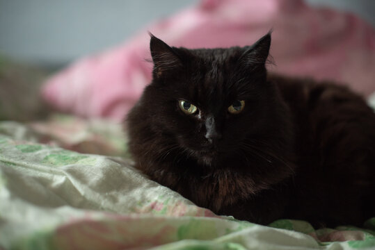 A fluffy black cat rests on a colorful bedspread. The cat has bright green eyes and a thick coat, creating a cozy atmosphere in the room.