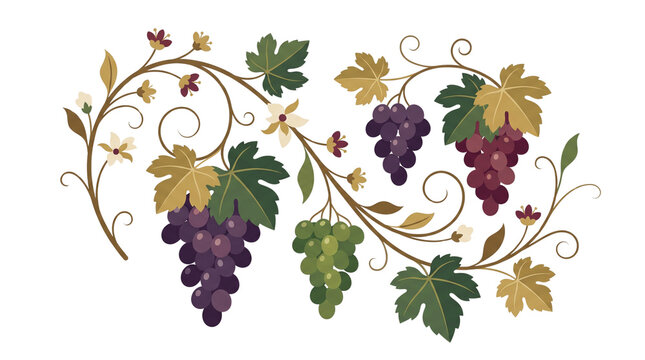 Vintage grapevine illustration with purple and green grapes, elegant floral vine border, decorative winery label art on white background