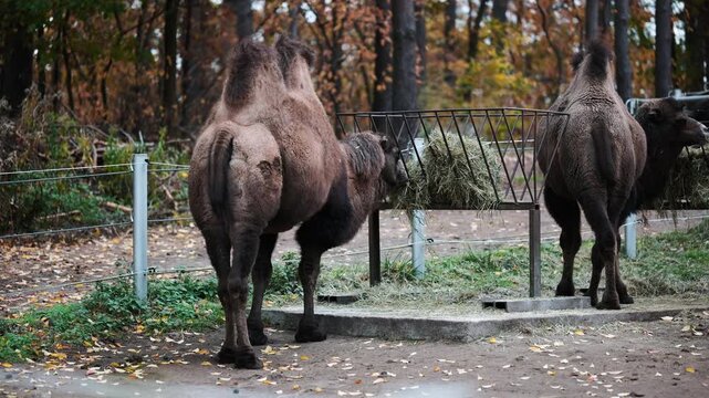 Camels Eating Hay From A Feeder in Zoo