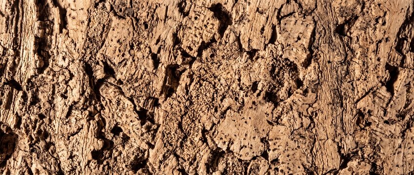 Natural textured cork bark surface close up shot showing detailed organic wood patterns and intricate weathered brown landscape.