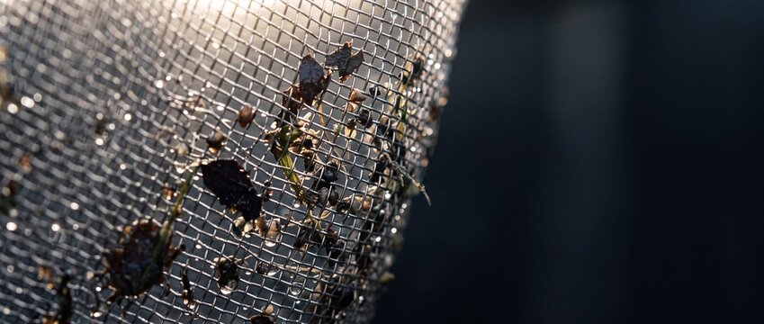 Close up view of metal mesh strainer with water drops and small plant debris in sunlight.