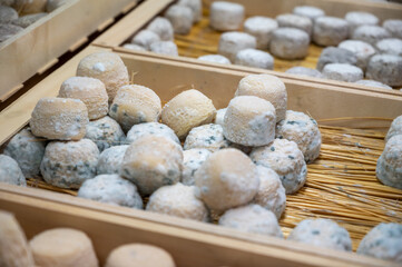 Fototapeta premium Crottin de Chavignol small French goat cheese from Loire Valley village of Chavignol, natural rind that matures from white to bluish-grey with age in cheese farm