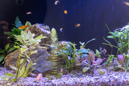 Small colorful tropical fish swim inside freshwater aquarium tank featuring lush green live plants, natural textured stones, and light pebble gravel substrate under soft blue lighting.