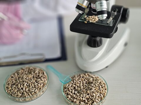 A microscope examines sunflower seeds on a glass slide in a laboratory